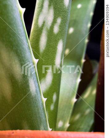 Macro Close-Up of Aloe Vera Leaves - Natural Skincare and Wellness Concept Macro Close-Up of Aloe Vera Leaves - Natural Skincare and Wellness Concept 134909394