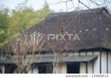 Dead leaves and thatched roof 134909514