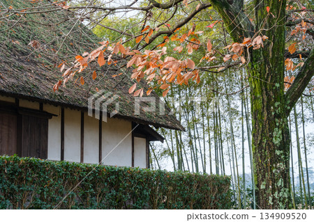 枯葉和竹林 134909520