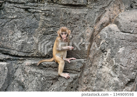 A baby rhesus monkey holds his hand over his mouth in surprise 134909598