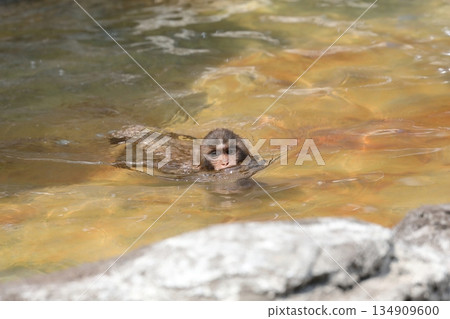A baby rhesus monkey swimming with its head up A baby rhesus monkey swimming with its head up 134909600