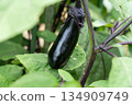 Growing eggplants in a home garden (July) Agriculture Home garden 134909749