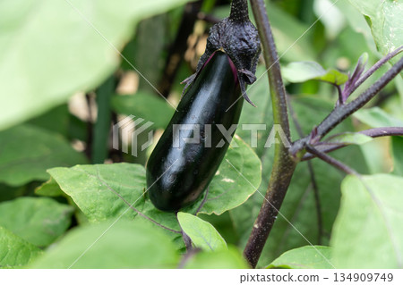 Growing eggplants in a home garden (July) Agriculture Home garden Growing eggplants in a home garden (July) Agriculture Home garden 134909749