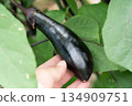 A man harvesting fruited eggplants (July) Agriculture Home garden 134909751
