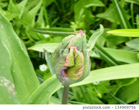 The buds of the dark purple Prince Parrot tulips in spring park are just beginning to bloom The buds of the dark purple Prince Parrot tulips in spring park are just beginning to bloom 134909756