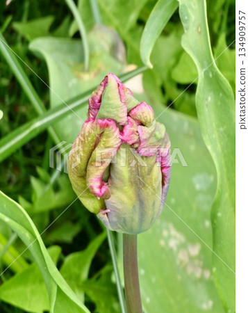 The buds of dark purple Prince Parrot tulips in spring park are just beginning to bloom The buds of dark purple Prince Parrot tulips in spring park are just beginning to bloom 134909757