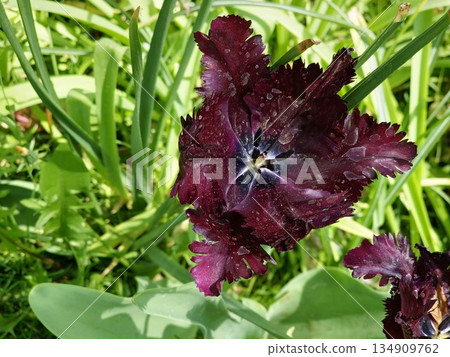 Fringed tulip, black parrot tulip in focus against a blurred background in a city park Fringed tulip, black parrot tulip in focus against a blurred background in a city park 134909762