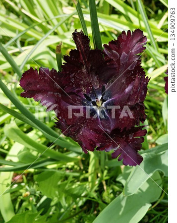 Fringed tulip, black parrot tulip in focus against a blurred background in city park Fringed tulip, black parrot tulip in focus against a blurred background in city park 134909763
