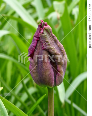 In spring park, dark purple tulips of the Prince Parrot variety are just beginning to bloom In spring park, dark purple tulips of the Prince Parrot variety are just beginning to bloom 134909776