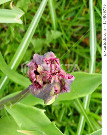 In the spring park, a dark purple tulips of the Prince Parrot variety are just beginning to bloom In the spring park, a dark purple tulips of the Prince Parrot variety are just beginning to bloom 134909779
