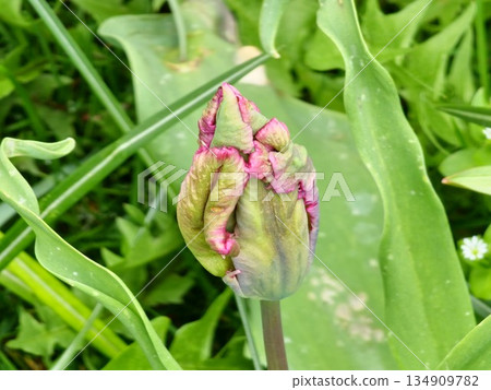 The buds of dark purple Prince Parrot tulips in the spring park are just beginning to bloom The buds of dark purple Prince Parrot tulips in the spring park are just beginning to bloom 134909782
