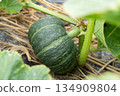 Pumpkins growing on rice straw (July) Home garden 134909804