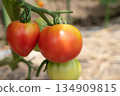 Growing ripe red tomatoes (July) in a home garden 134909815