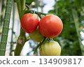Growing ripe red tomatoes (July) in a home garden 134909817