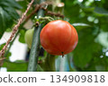 Growing tomatoes that are ripening to red (July) Home garden, Aori 134909818