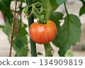 Growing ripe red tomatoes (July) in a home garden 134909819