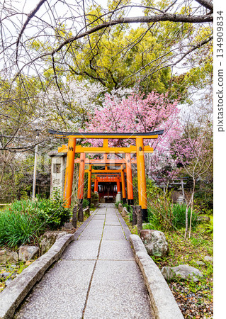 京都的平野神社與春天的櫻花 134909834