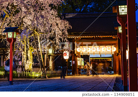 京都春日里，燈光璀璨的平野神社與盛開的櫻花交相輝映 134909851