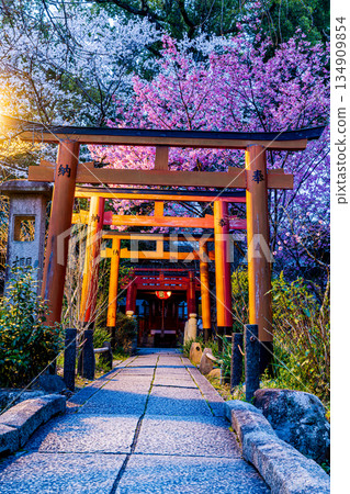 京都春日里，燈光璀璨的平野神社與盛開的櫻花交相輝映 134909854