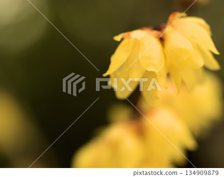 Yellow flowers of the wintersweet blooming in the cold of December Yellow flowers of the wintersweet blooming in the cold of December 134909879
