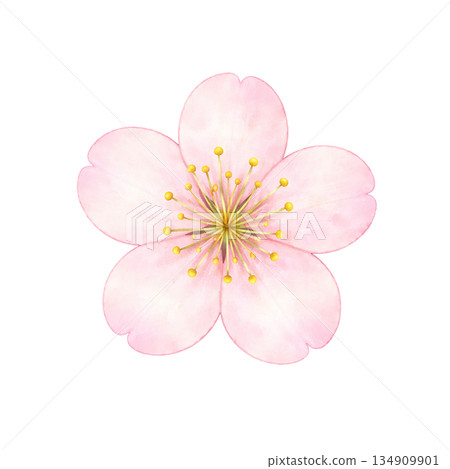 櫻花,水彩風格,柔和的春日插畫素材 櫻花,水彩風格,柔和的春日插畫素材 134909901