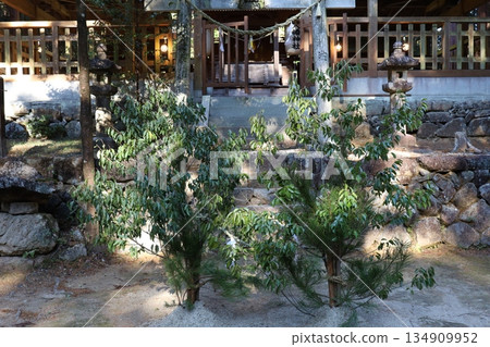 The shrine grounds are enveloped in silence. A beautiful Japanese scene of prayer with sunlight filtering through the trees and young trees. The shrine grounds are enveloped in silence. A beautiful Japanese scene of prayer with sunlight filtering through the trees and young trees. 134909952
