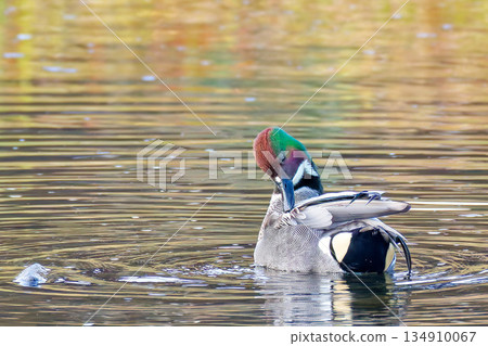 Male Mallard preening his feathers 134910067