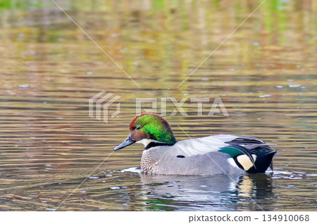 The migratory bird, the mallard 134910068
