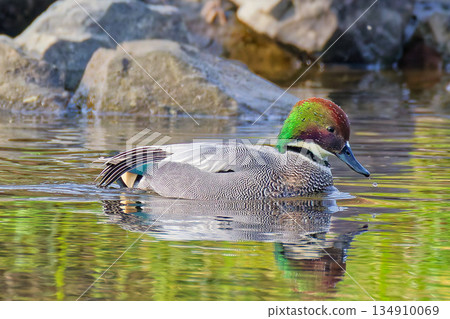 A male mallard duck overwintering A male mallard duck overwintering 134910069