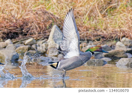 A male mallard jumps out 134910070