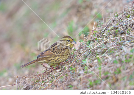 [Wild bird, Blue-faced Bunting] 134910166