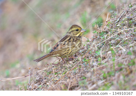 [Wild bird, Blue-faced Bunting] 134910167
