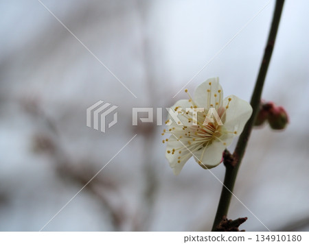 Beautiful white plum blossoms blooming on a cloudy December day, "Winter Solstice" Beautiful white plum blossoms blooming on a cloudy December day, "Winter Solstice" 134910180