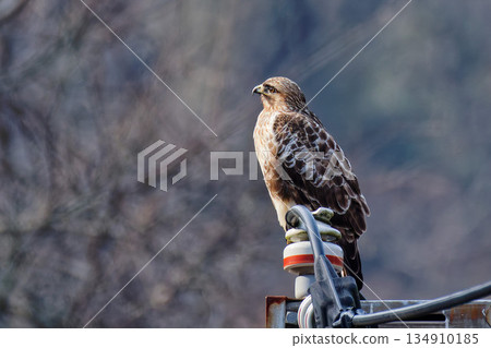 A buzzard resting on an insulator on a utility pole A buzzard resting on an insulator on a utility pole 134910185