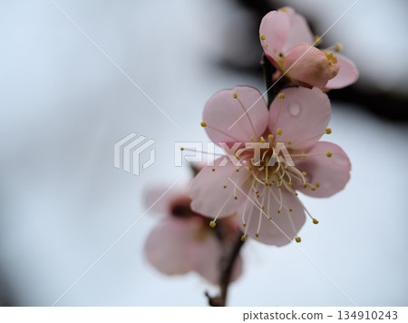 十二月陰天裡盛開的梅花:“紅頭寺” 十二月陰天裡盛開的梅花:“紅頭寺” 134910243