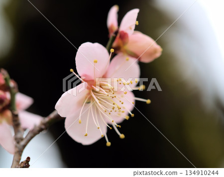 十二月陰天裡盛開的梅花：“紅頭寺” 134910244