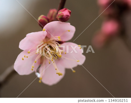 十二月陰天裡盛開的梅花:“紅頭寺” 十二月陰天裡盛開的梅花:“紅頭寺” 134910251