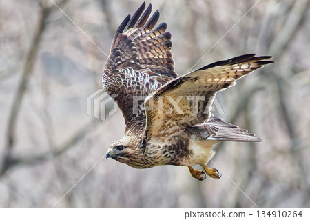 Common buzzard flying over the winter mountains 134910264