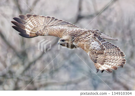 Gliding Buzzard Gliding Buzzard 134910304