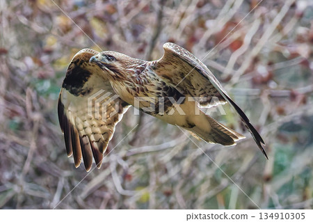 Common buzzard flying through the winter forest 134910305