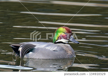 A male mallard swimming in a calm river A male mallard swimming in a calm river 134910329