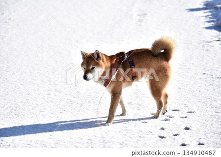 雪地 雪地 134910467