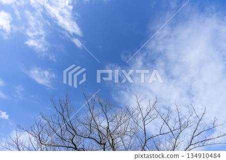 Winter sky, clouds and trees 134910484