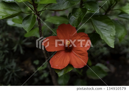 芙蓉(Shoeblackplant) 芙蓉(Shoeblackplant) 134910579