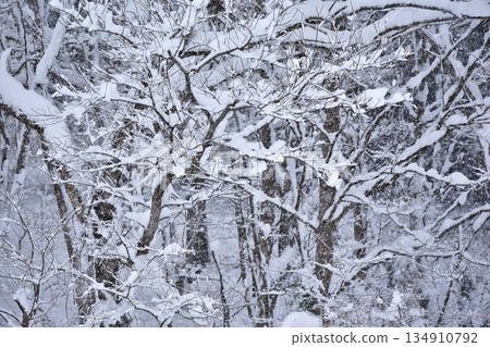 在森林裡下雪 在森林裡下雪 134910792