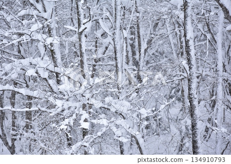 在森林裡下雪 134910793