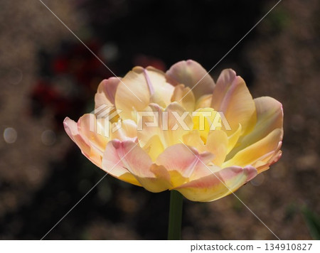 重瓣鬱金香奶油星 134910827