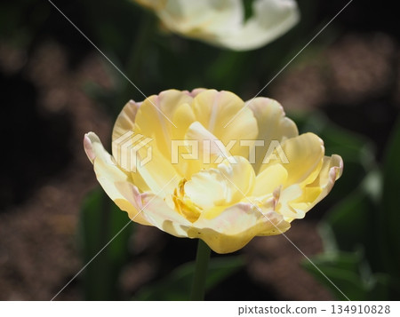 重瓣鬱金香奶油星 134910828