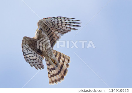 A young sparrowhawk spreading its tail feathers and changing direction 134910925