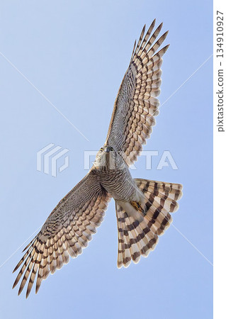 A young sparrowhawk spreading its tail feathers and wings to change direction A young sparrowhawk spreading its tail feathers and wings to change direction 134910927